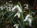 Snowdrops (2015, February 26)