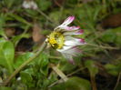 Bellis perennis (2015, February 26)