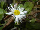 Bellis perennis (2015, February 26)