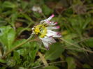 Bellis perennis (2015, February 26)