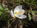 Crocus Blue Pearl (2015, February 28)