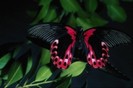 poze-fluturi_03-300x199