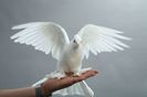 famous pigeons