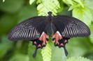 poze-fluturi_25-300x199