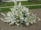 PRUNUS GLANDULOSA- ALBA