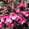 Weigela - Victoria - comandata