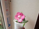 DSCF3469