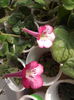 DSCF3477