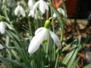 Snowdrops (2015, March 03)