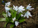 Scilla tubergeniana (2015, March 05)