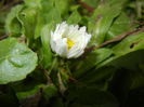 Bellis perennis (2015, March 05)