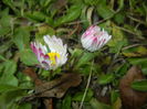 Bellis perennis (2015, March 05)