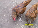 SAM_0509