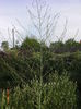 asparagus3