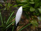 Crocus King of the Striped (2015, Mar.06)