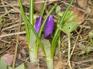 Crocus Remembrance (2015, March 05)
