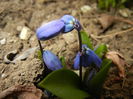 Scilla siberica (2015, March 05)