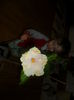 SAM_3563