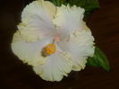 SAM_3567