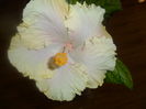 SAM_3568