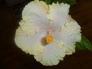SAM_3573