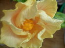 SAM_3543
