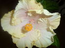 SAM_3547