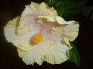 SAM_3548