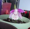 Pleione Formosana