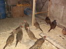 Fazani Comun