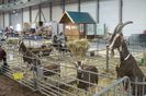 Capre Thuringer la un Expo-4