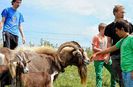 Tapul Thuringer mare si impunator