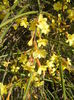 Jasminum nudiflorum (2015, March 08)