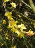 Jasminum nudiflorum (2015, March 08)