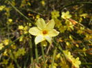 Jasminum nudiflorum (2015, March 08)