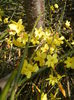 Jasminum nudiflorum (2015, March 08)