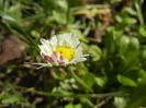 Bellis perennis (2015, March 08)