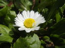 Bellis perennis (2015, March 08)