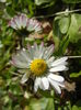 Bellis perennis (2015, March 08)