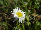 Bellis perennis (2015, March 09)