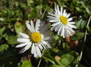 Bellis perennis (2015, March 09)