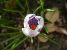 Crocus King of the Striped (2015, Mar.08)