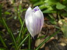 Crocus King of the Striped (2015, Mar.08)