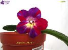 Spin Art (23-03-2015)