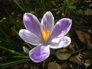 Crocus King of the Striped (2015, Mar.09)