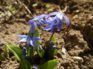 Scilla siberica (2015, March 09)