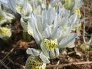 Iris Katharine Hodgkin (2015, March 11)