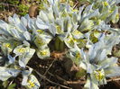 Iris Katharine Hodgkin (2015, March 11)