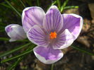 Crocus King of the Striped (2015, Mar.11)