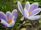 Crocus King of the Striped (2015, Mar.12)